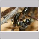 Crossocerus sp - Grabwespe 12d 6mm Paarung - Sandgrube Niedringhaussee.jpg